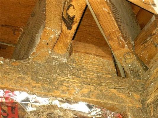 Termite Damage in the ceiling joist!