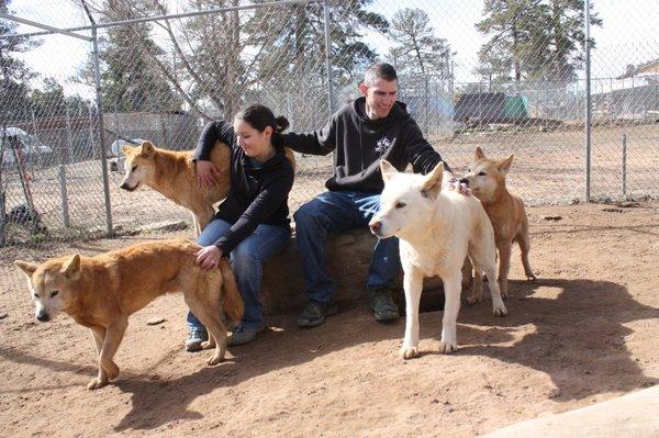 Dingoes - Glacier, Kooyong, Uluru, and Aussie