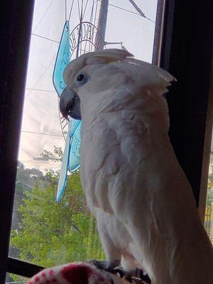 Umbrella cockatoos need a lot of stimulation that doesn't come from being held all the time.