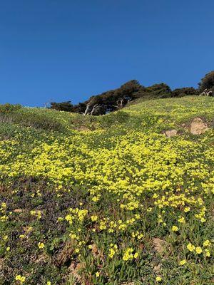 Wild Flowers