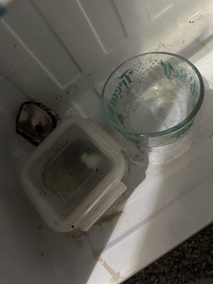 Rotting food in this "excellent condition" mini fridge