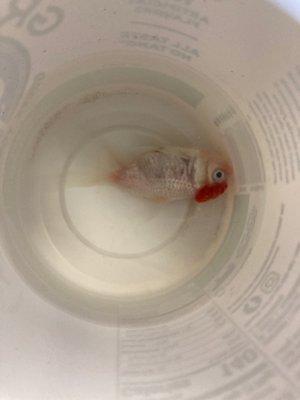 Dead oranda