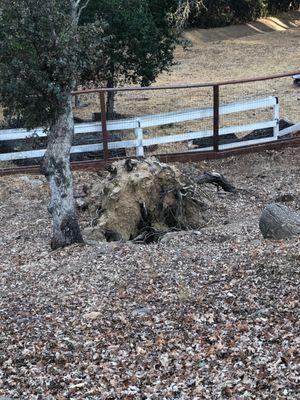 There were 3 of these large stumps, they ground them down to nothing.