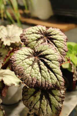 Begonia