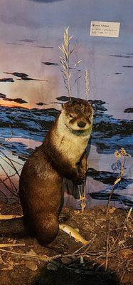 River otter