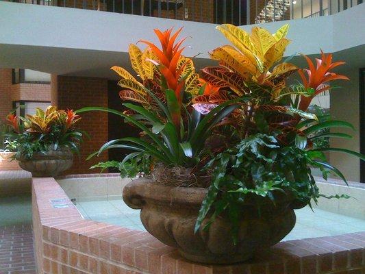 Indoor Flowering Plant Rotations