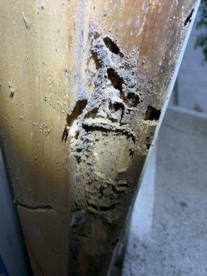 Subterranean Termite damage and Mudtubings