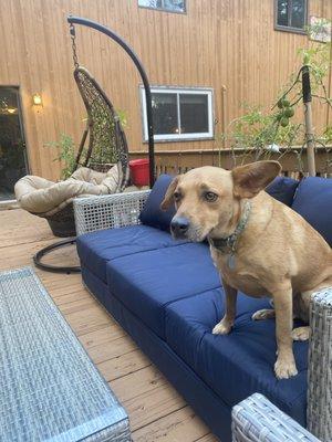 One of my dogs enjoying some of the outdoor furniture!