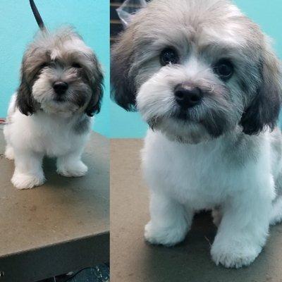 Before and After puppy!