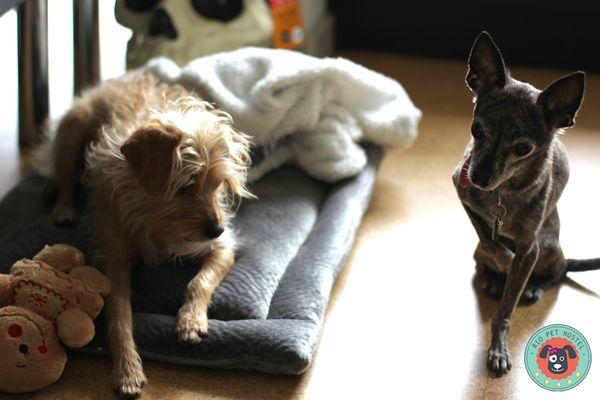 This is Charlie and Jack, just one of many furry clients at Rio Pet Hostel