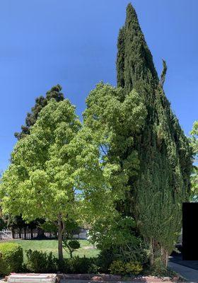 Before - Italian cypress trees