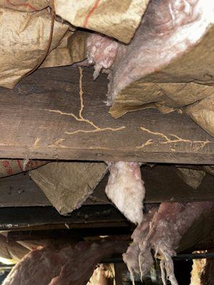 Termite tubes in a crawlspace