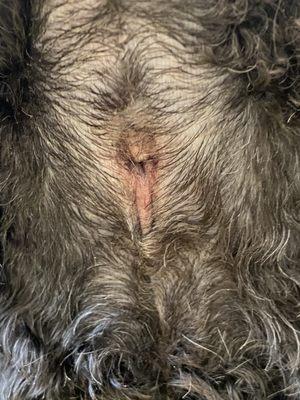 Large cut in his anal area. When I showed the owner the picture she said this was normal