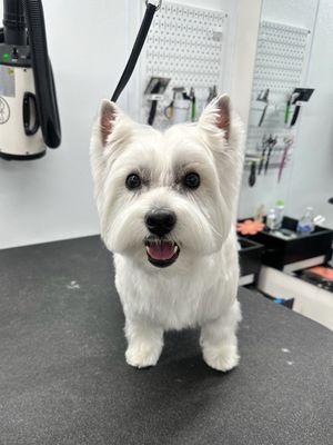 Come visit our experienced dog groomers!