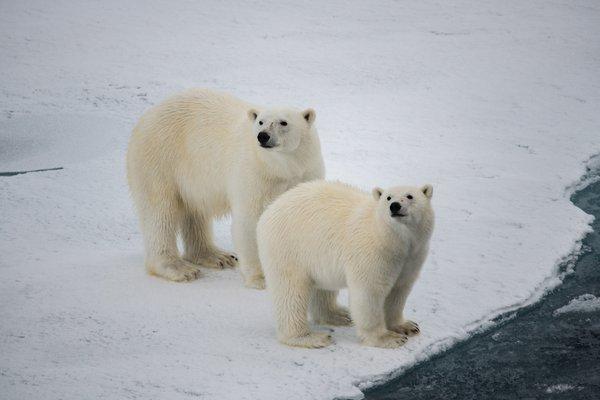 So many Polar Bear sightings during our North Pole Cruise on Ponant 2022!