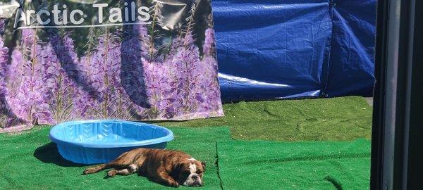 Brassi bulldog pup sunbathing in Little's yard