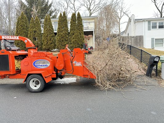 Tree removal