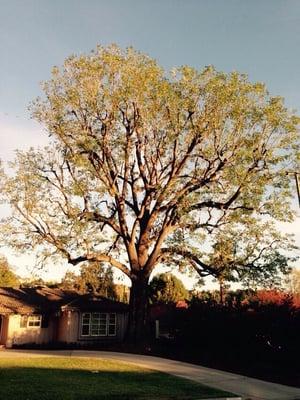 Ash tree after. Arcadia Ca