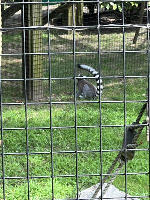 Lemur exhibit