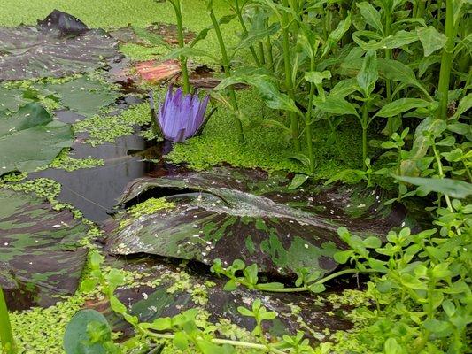 Striated lilly