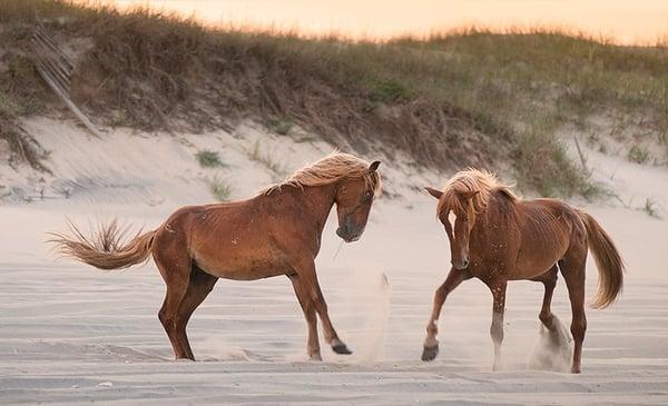 These wild majestic horses have called the outer banks home for centuries.  Find out more at the Wild Horse Museum.