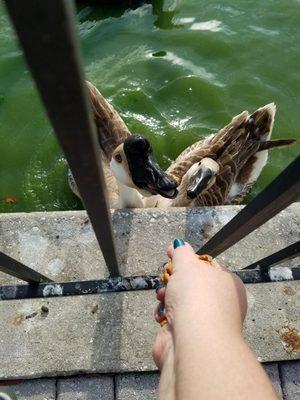 Geese are pretty tame here, but will nip a finger if you  aren't careful.