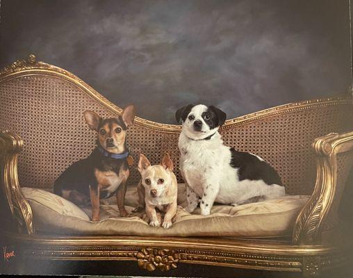 3 good dogs sitting for their portrail.