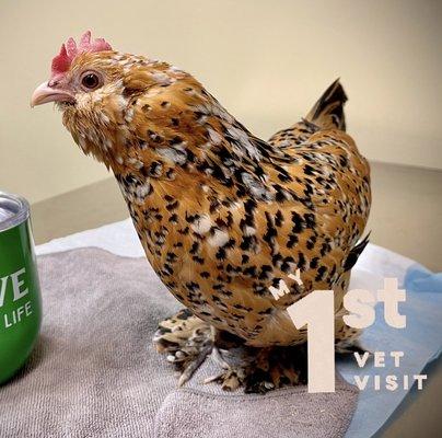 Juliet a sweet d'Uccle chicken  goes to see her Doctor!