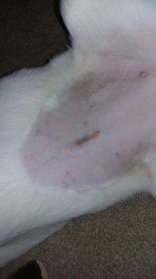 My mothers dog incision. Big difference in the amount of care taken.