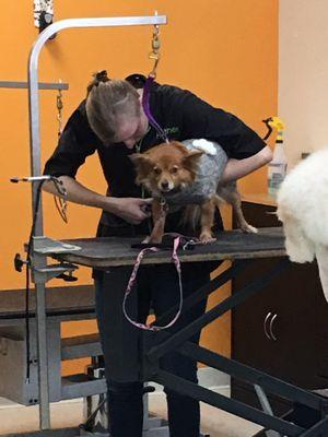 Rufus DuMonde Pet Salon