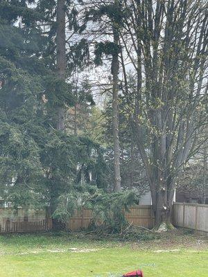 Trimming tree for total removal.