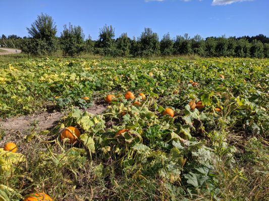 Pumpkins!