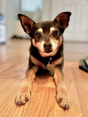 Muddy Paws