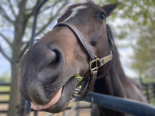 Unique Horse Farm Tours