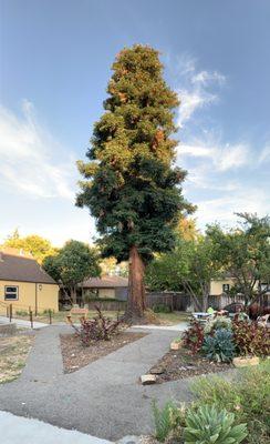 Tall tree behind the church