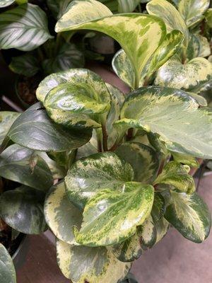 Peperomia Houseplant