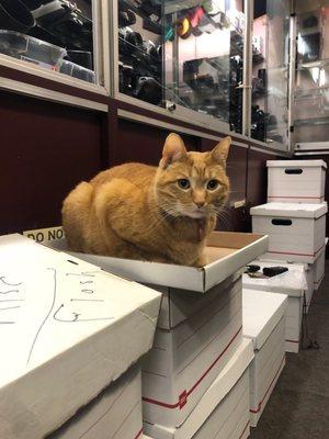 This is Moe one of our favorite parts of the shop. A very friendly shop kitty.