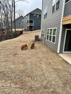 Backyard fence