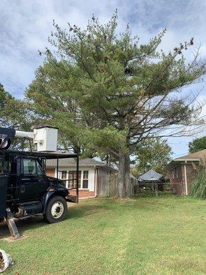 Using the bucket to remove this dead pine that's over the house and has 2 telecommunication lines and power line through it