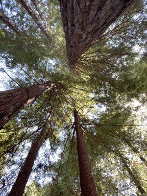 Jackson Demonstration State Forest