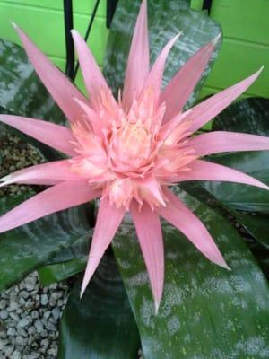 Bromeliad