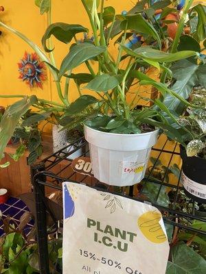 Philodendron Bipennifolium Aurea 20% off $25.00