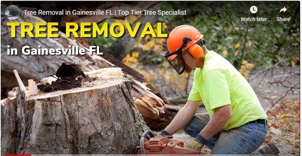 Tree Removal in Gainesville FL https://toptiertreespecialist.com/tree-removal-in-gainesville-fl/