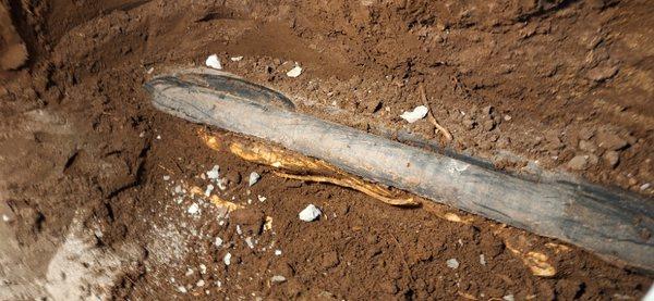 Tree roots totally destroyed building drain pipe