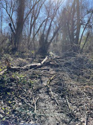 Post-storm debris between hole 2 and 3.