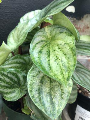 Peperomia Watermelon "Harmony's Gold Dust"