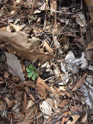 Wild Geranium ?