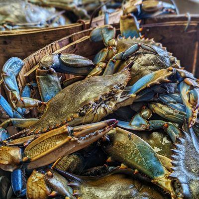 Live Blue Crabs