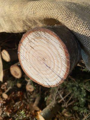 Cross cut section of a noble fir tree..