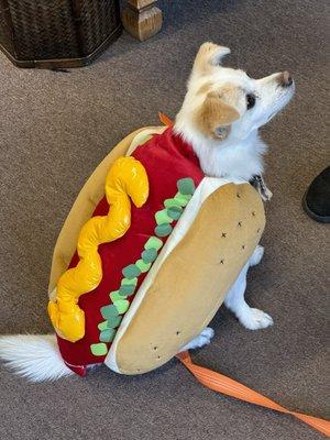 This doggies person found a hot costume for them.